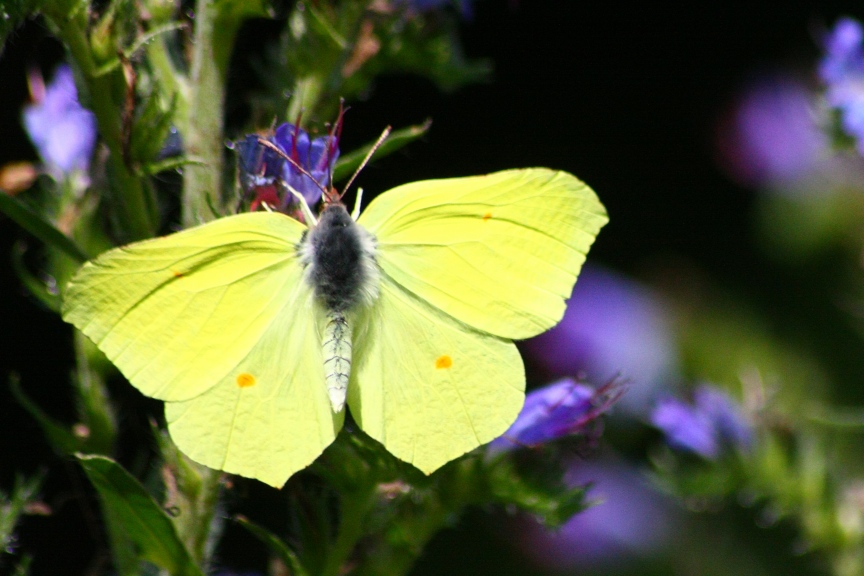 gonepteryx rhamni : una foglia gialla al vento